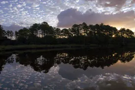 A treeline reflected in a large body of water